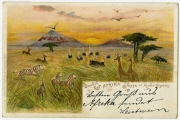 Ansichtspostkarte; Künstlerpostkarte, Kolonialpost, "Deutsch Ost-Afrika. Steppe am Kilima-Ndscharo.", afrikanische Tiere in der Steppe am Kilimandscharo, gelaufen