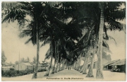 Ansichtspostkarte; "Palmenallee in Duala (Kamerun)", Deutsch-Westafrika, gelaufen