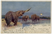 Ansichtspostkarte; Künstlerpostkarte, Kolonialpost, Deutsche Kolonie, "Gruss aus ", Elefanten bei Nacht an einem Wasserloch in Afrika, gelaufen