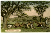 Ansichtspostkarte; Kolonialpost, Deutsch-Südwestafrika, Angehörige einer Patrouille der Deutschen Schutztruppe während der Rast, gelaufen