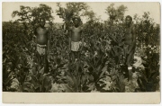 Ansichtspostkarte; Fotoansichtskarte, drei farbige Arbeiter in einem Tabakfeld in Afrika, ungelaufen